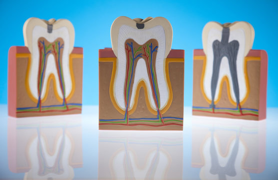 Anatomy of the tooth