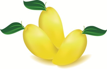 Vector of a mango fruit and leaf