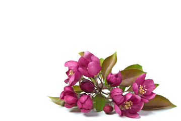 Pink Crabapple Blossoms