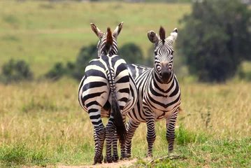 Rolgordijnen Paar zebra& 39 s © Oleksandr Dibrova