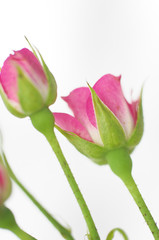 ミニバラ(ジョイハート)