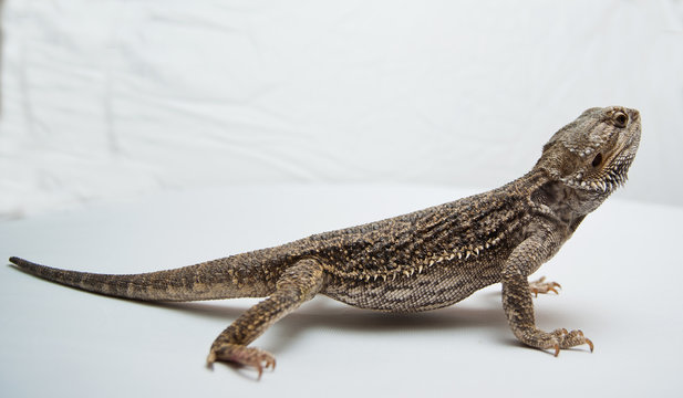 Bartagame