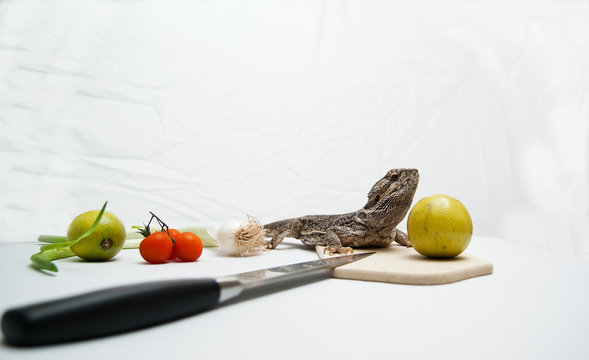 Bartagame - Ern&auml;hrung