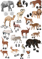 color animals collection with tracks