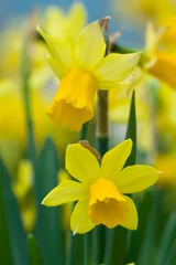Keuken foto achterwand Narcis daffodils