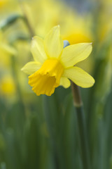 daffodils