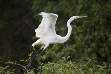 Envol d'oiseau sauvage