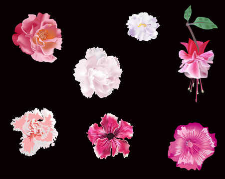 set of pink flowers isolated on black