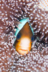 Fototapeta na wymiar Barrier reef Anemonefish