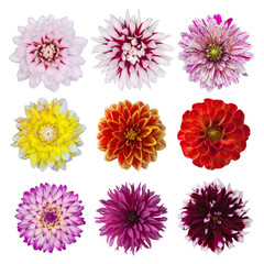 collection of dahlia daisies isolated on white background