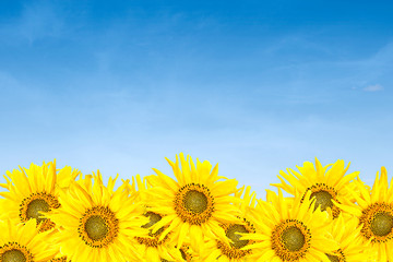 sunflowers over blue sky in summer
