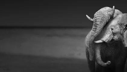 Photo sur Aluminium Noir et blanc Éléphants en interaction