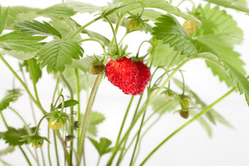 wild strawberry berries
