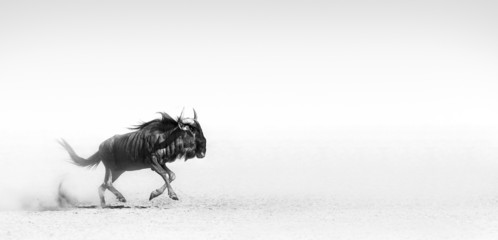 Blue wildebeest in desert - 40411145