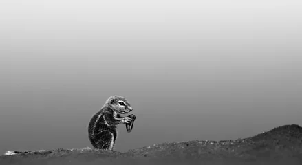 Photo sur Plexiglas Noir et blanc Écureuil terrestre