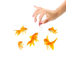 Woman feeding goldfishes