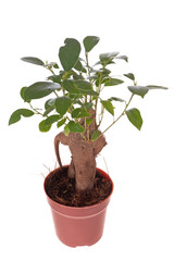 Bonsai Ficus Tree