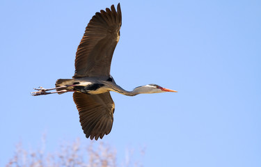 Grey heron in flight. Ardea cinerea.