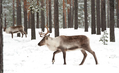 Obraz premium reindeer
