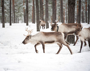 reindeer