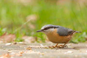 A Nuthatch on the ground
