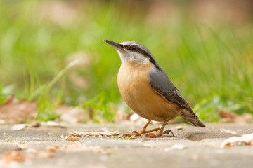 A Nuthatch on the ground