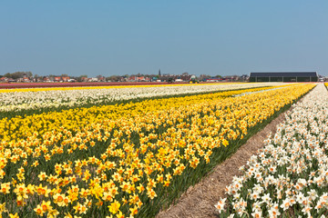Multicolored narcissus field in Holland © dvoevnore