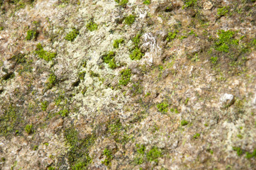natural moss on stone