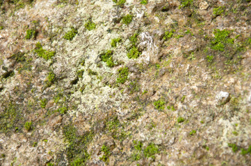 natural moss on stone