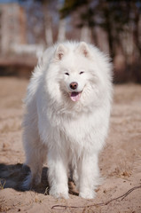 samoyed dog portrait