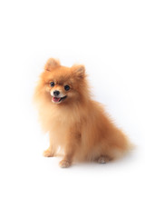 Obraz premium pomeranian dog sitting in front of white