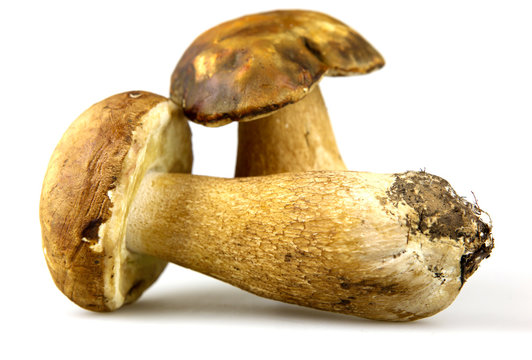 Mushrooms - Porcini, Boletus edulis
