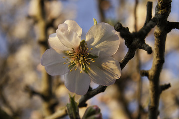 Flor almendro &aacute;rbol, Mallorca, Islas Baleares
