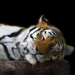 sleeping tiger face portrait