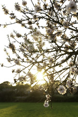 Flor almendro &aacute;rbol, Mallorca, Islas Baleares