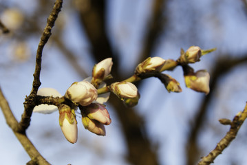 Flor almendro &aacute;rbol, Mallorca, Islas Baleares