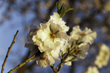 Flor almendro &aacute;rbol, Mallorca, Islas Baleares