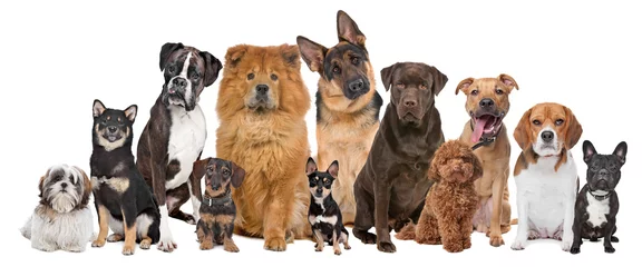 Abwaschbare Fototapete Hund Gruppe von zwölf Hunden
