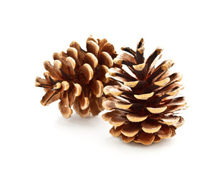 pinecone on white background