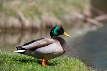Obraz premium Mallard duck by the lake