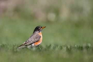 Close up shot of beautiful Robin bird