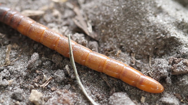 Wire Worm Macro Shot Bottom Right To Top Left Movement