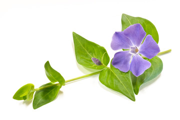 pervincacon foglie
