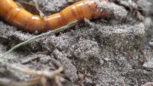 Wire Worm Digs Macro Shot