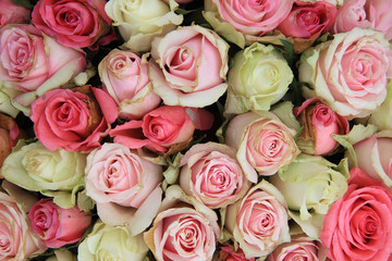 pink roses in a group