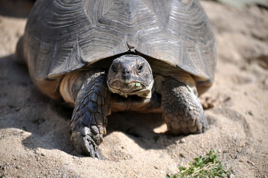 Turtle close up