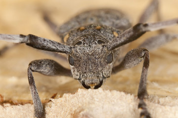 Macro photo of a male timberman (Acanthosinus aedilis)