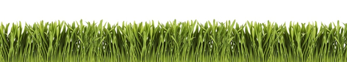 Fototapeta na wymiar Green grass panorama isolated on white background.