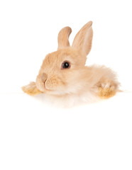 Cute rabbit