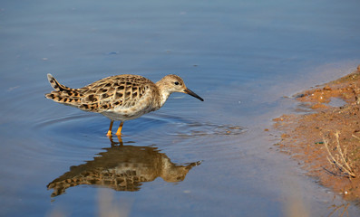 beccaccino in palude
